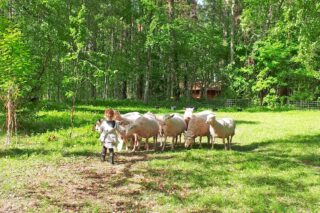 Lapsi ja lampaat Ärjänsaaressa