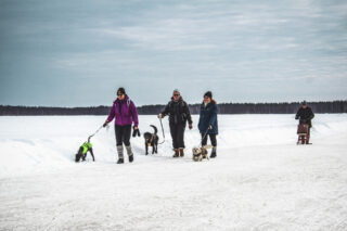 naiset ulkoiluttavat koiria Oulujärven jäällä