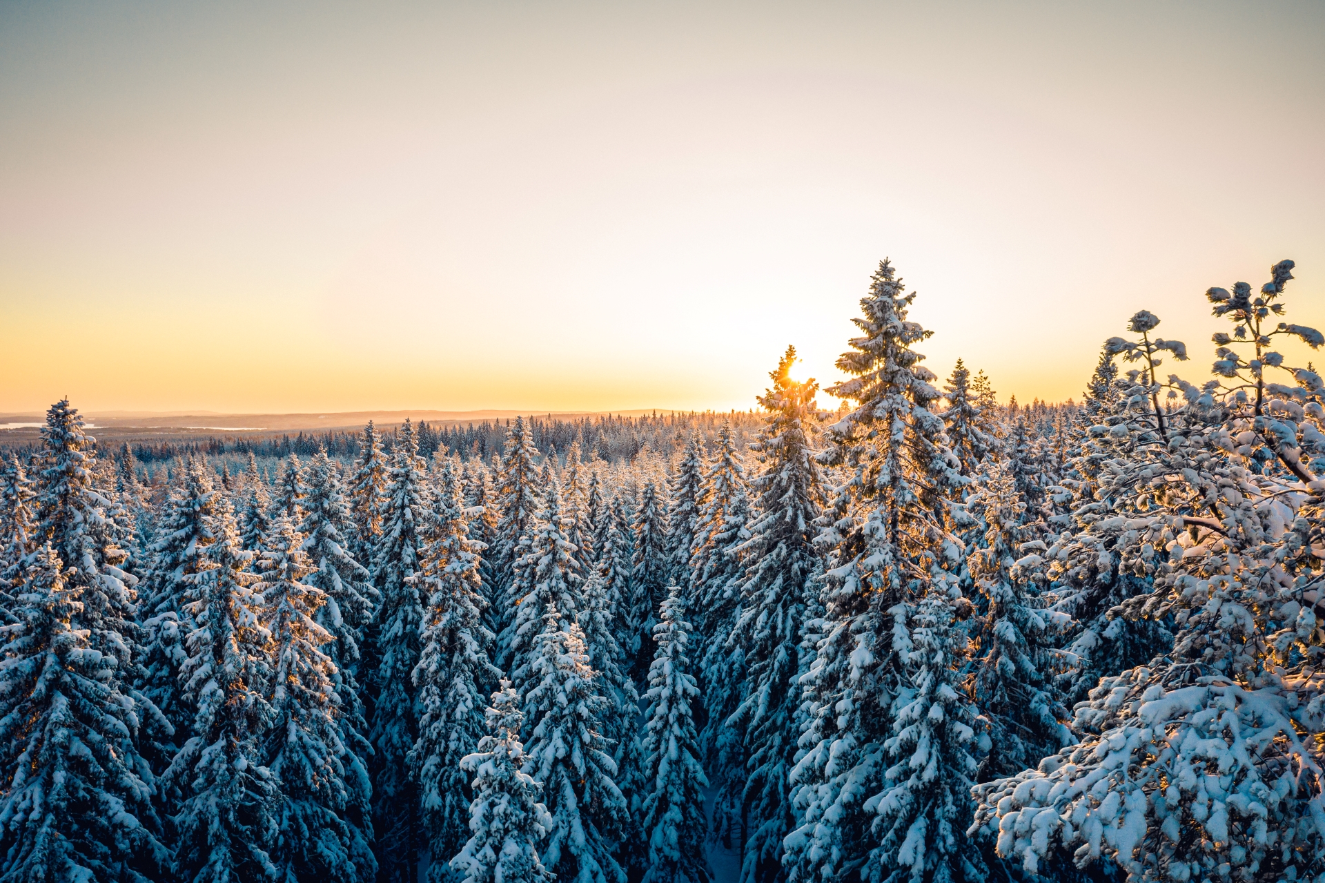 Snowy tree tops in a forest, the soft light of winter sun is shining in the horizon.