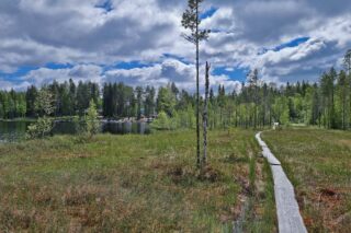 Iso Ruuhijärven metsässä menevät pitkospuut