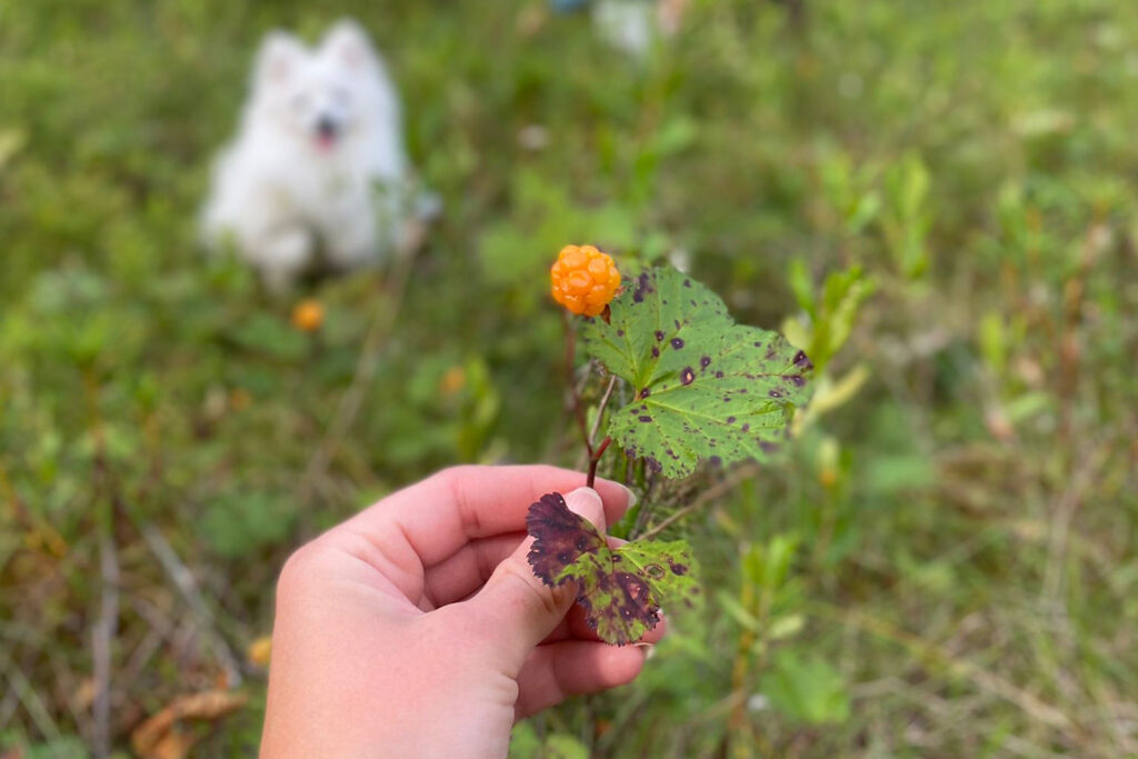 vasta poimittu lakka naisen kädessä