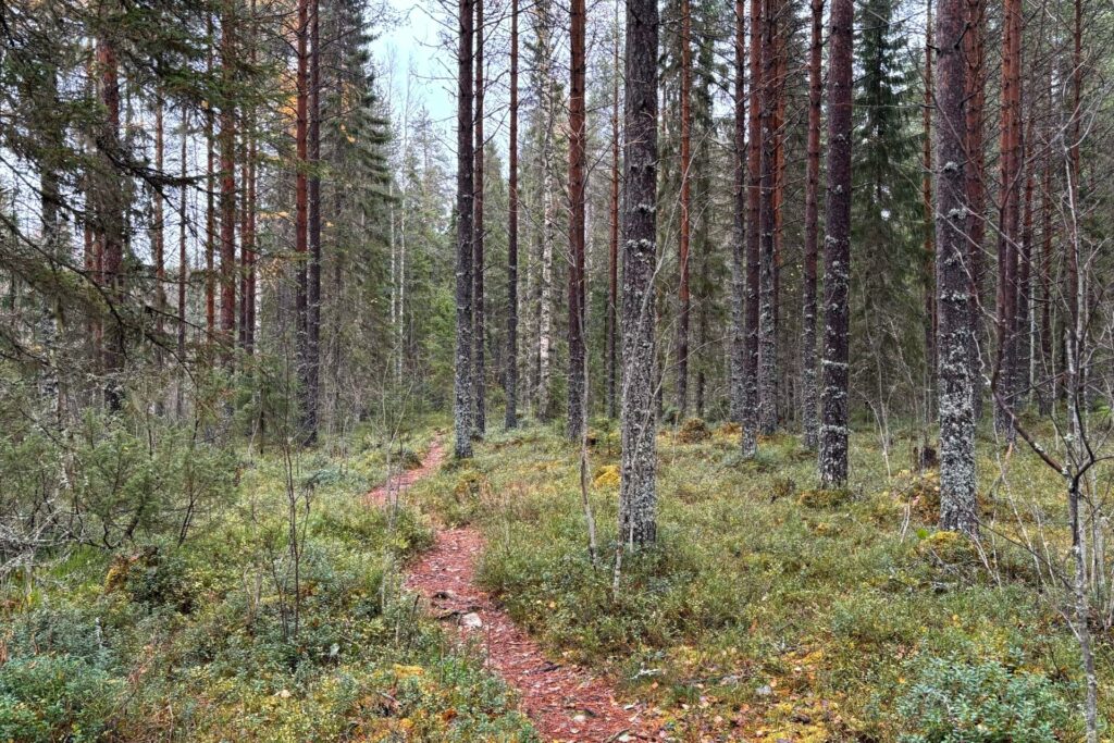 Arppen Memorial Forest Trail